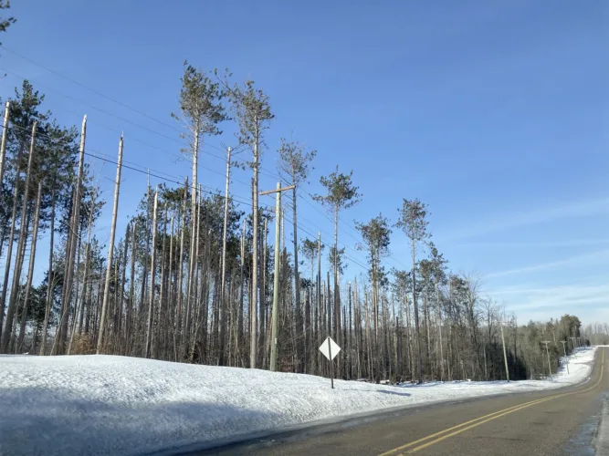 Northern Michigan foresters frustrated as ice storm recovery funds run dry